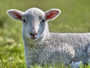 22nd Apr 2015 - Spring Lamb.