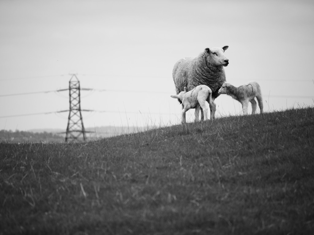 A sheep, two lambs and an electricity pole. by newbank