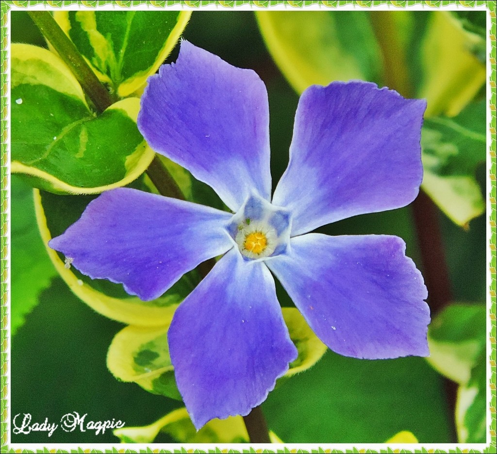 The Pretty Little Periwinkle. by ladymagpie