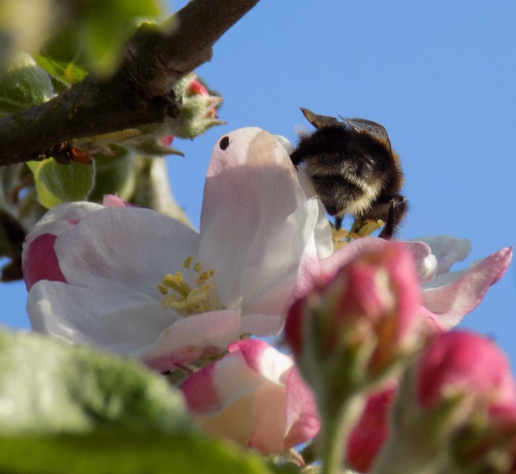 Bumble bee's bottom ... by flowerfairyann