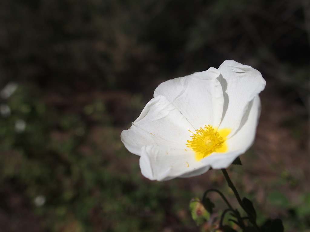 White and yellow flower by laroque
