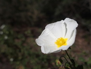 24th Apr 2015 - White and yellow flower