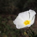 White and yellow flower by laroque