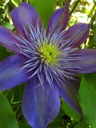 23rd Apr 2015 - Clematis_0469