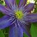 Clematis_0469 by rontu