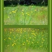 Yards and yards of dandelions! by homeschoolmom