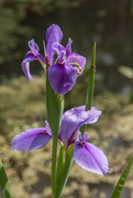 20th Apr 2015 - Lousiana water iris_0147