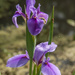 Lousiana water iris_0147 by rontu