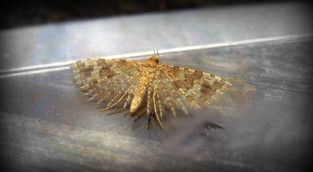 Twenty plume moth by steveandkerry