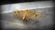 10th May 2014 - Twenty plume moth