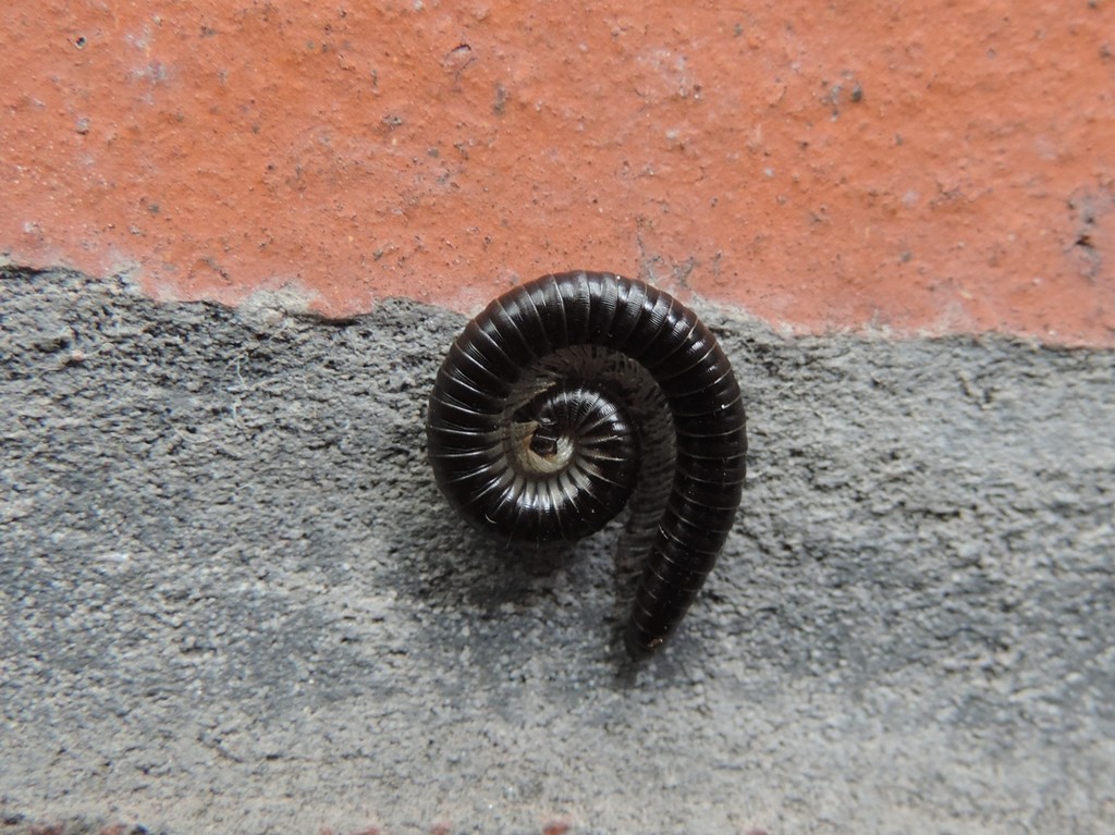 Snoozing millipede by roachling