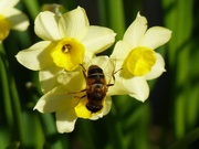 24th Apr 2015 -  European Hoverfly 1