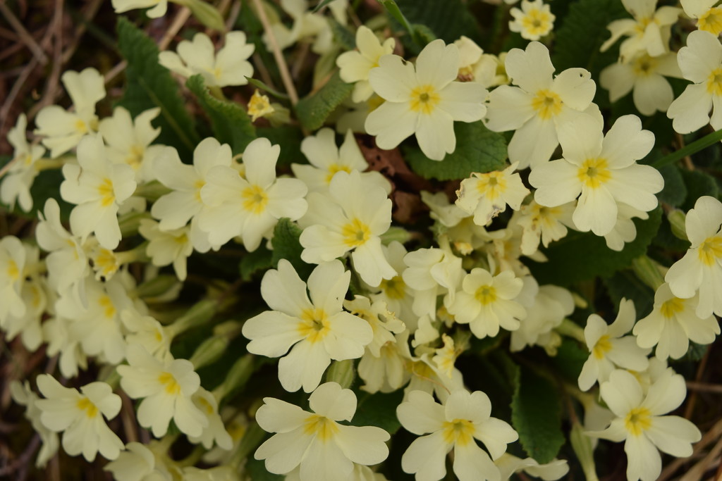 a carpet of wild primroses by christophercox