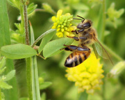 24th Apr 2015 - Yummy yellow