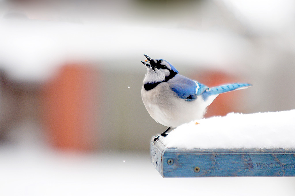 Winter Blue Jay! by fayefaye