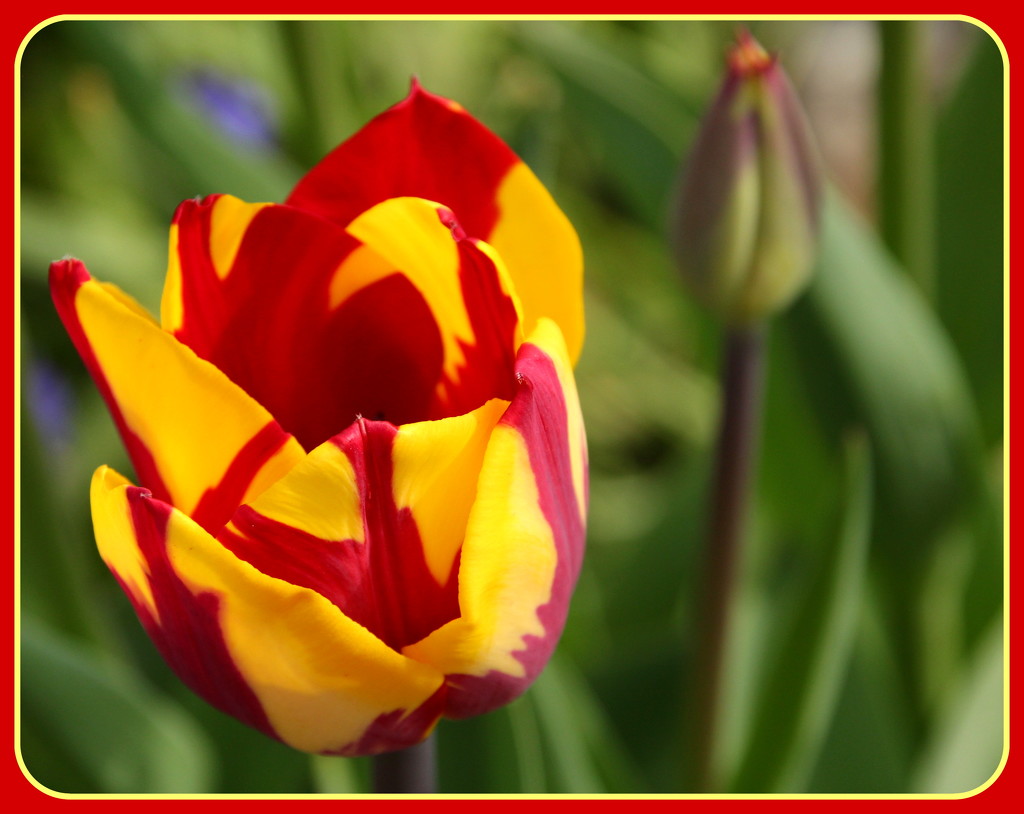 New tulip by busylady