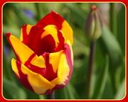 24th Apr 2015 - New tulip