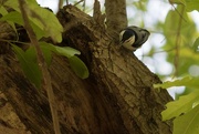 23rd Apr 2015 - Nuthatch