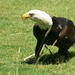 Eagle by kerristephens