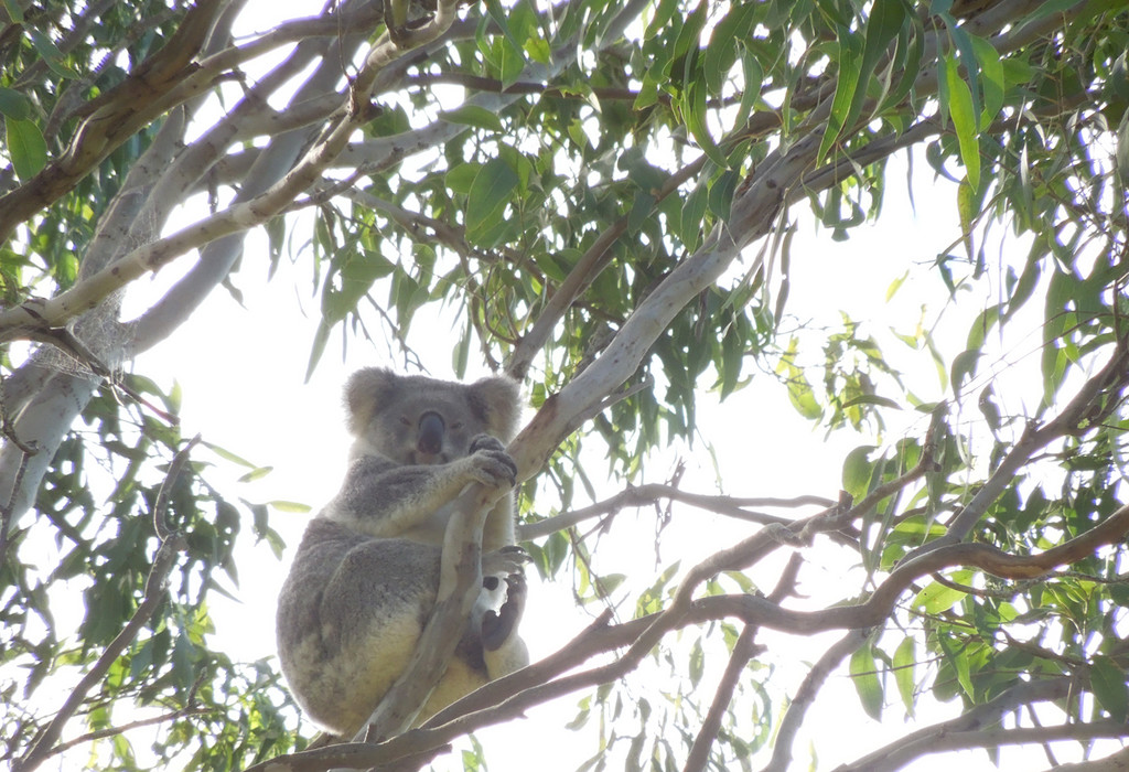 Those feet! by koalagardens