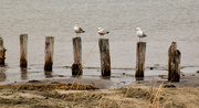 25th Apr 2015 - Seagulls hanging around.