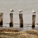 Seagulls hanging around. by novab