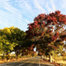 Roadside autumn by flyrobin