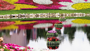 25th Apr 2015 - Floating Islands of Impatiens
