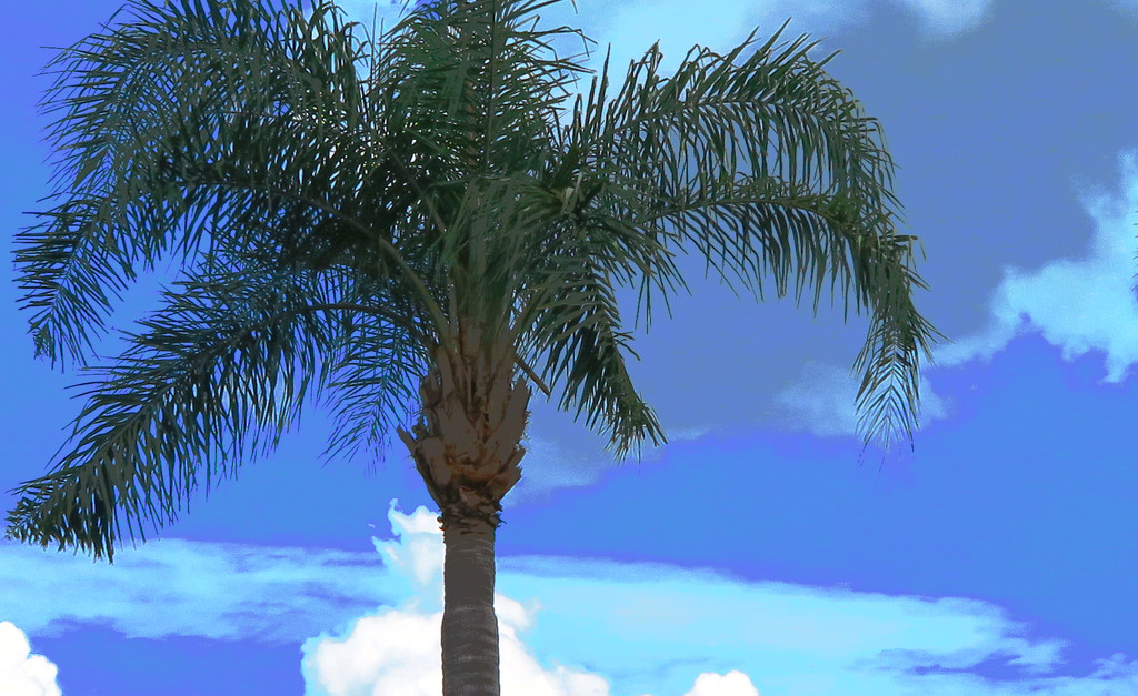 Palm Tree with Processing by april16