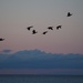Cormorants by selkie