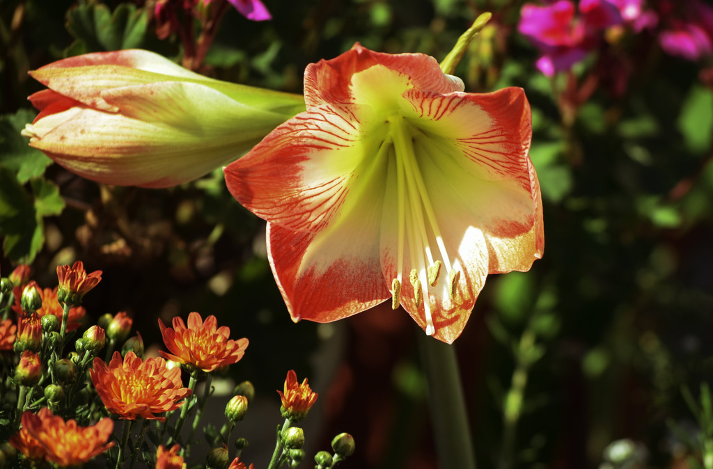 Amarillo Flower by rickster549