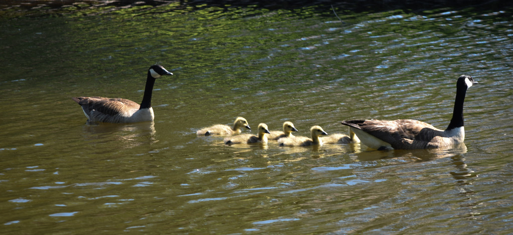 Another New Goose Family by rickster549