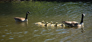 24th Apr 2015 - Another New Goose Family