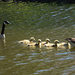 Another New Goose Family by rickster549