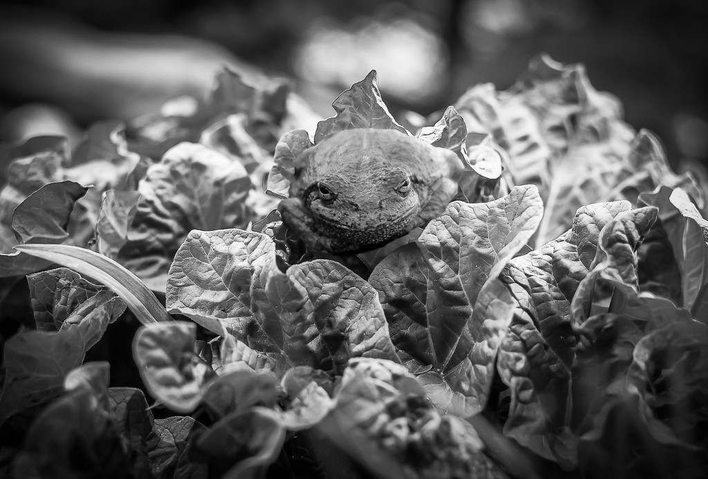 Rhubarb and Friend - Get Pushed - (Nature black & white)  by myhrhelper