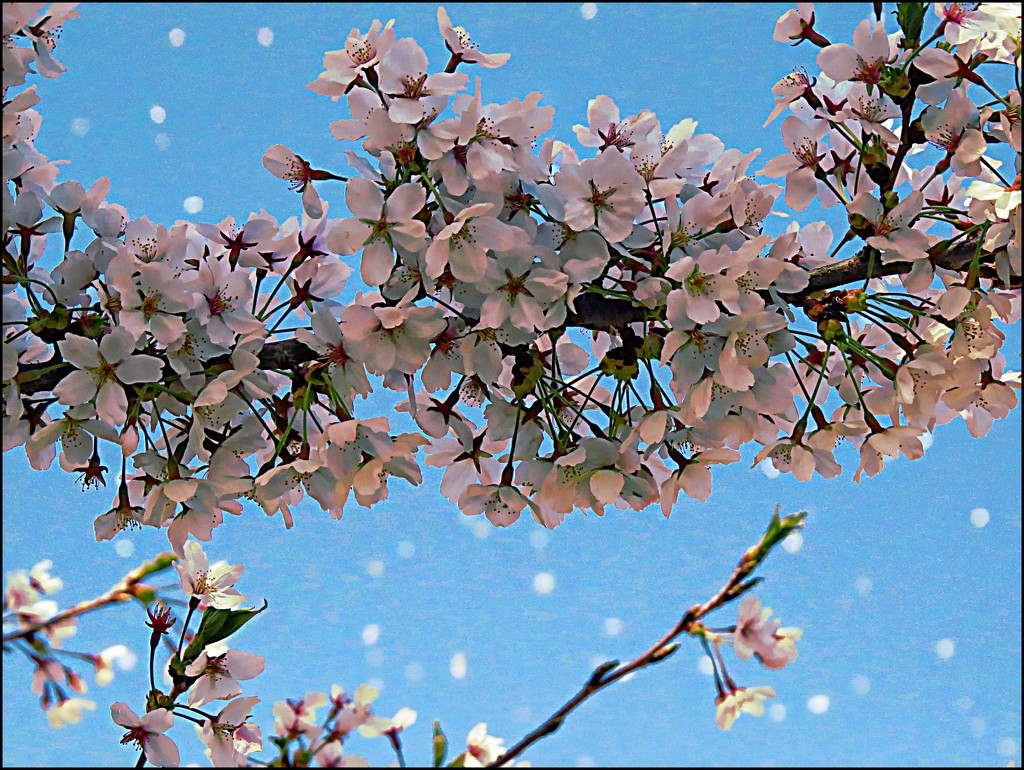 The Joy of Spring by olivetreeann