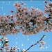 The Joy of Spring by olivetreeann