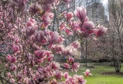 24th Apr 2015 - Pink Magnolias