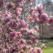 Pink Magnolias by redy4et