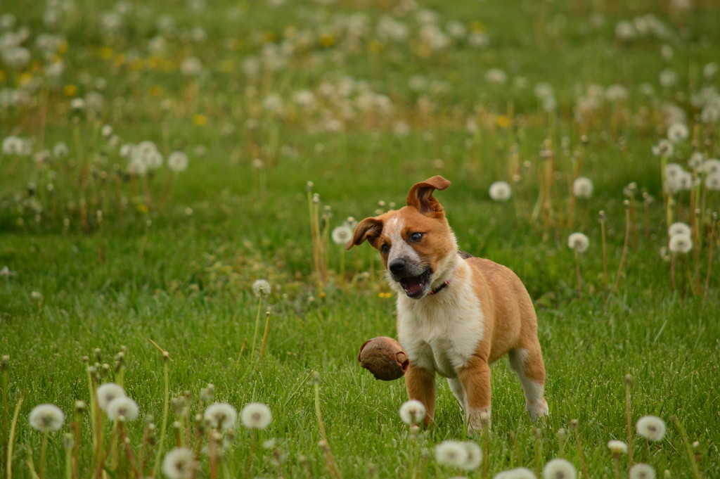Puppy and the Magic Floating Ball by kareenking