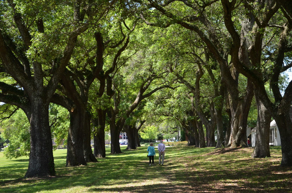 One of the live oak alleys, McLeod Plantation, James Island, SC by congaree