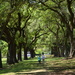 One of the live oak alleys, McLeod Plantation, James Island, SC by congaree