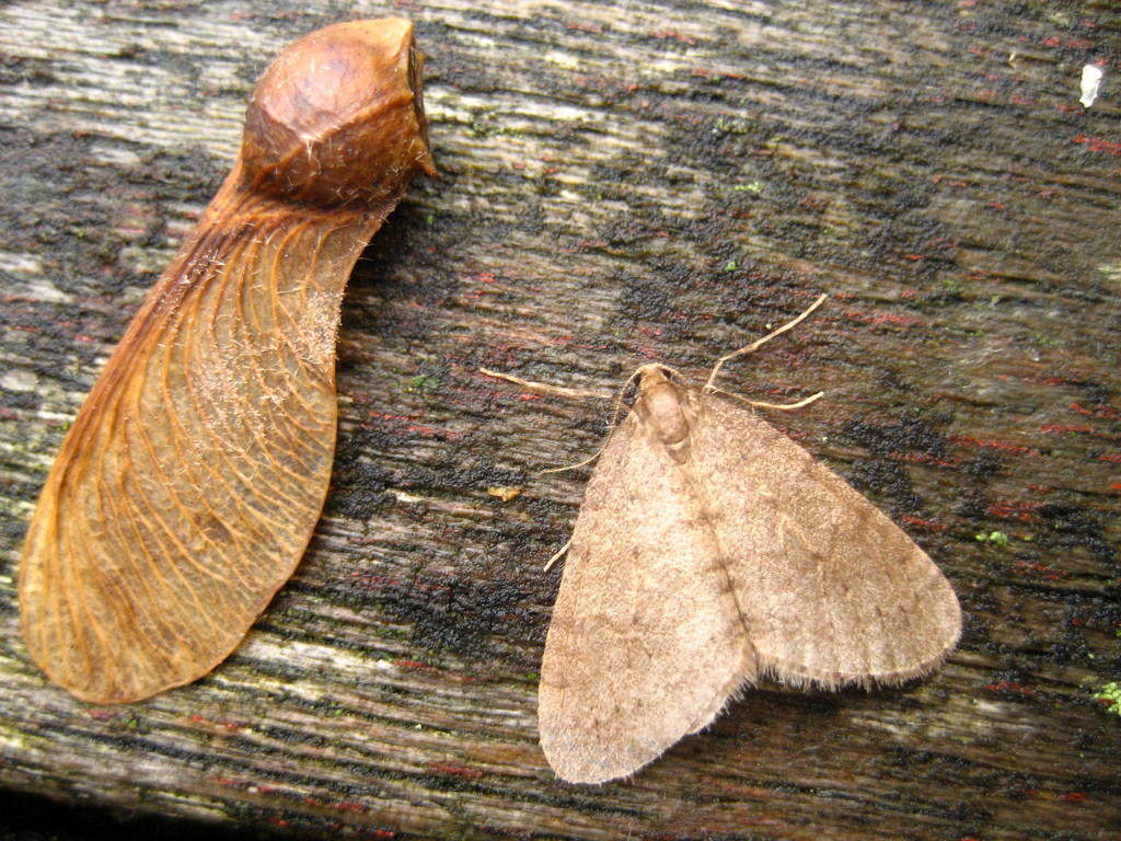 Winter moth and sycamore seed by steveandkerry
