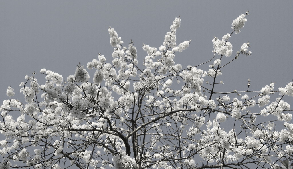 Snowy Blossom (35/52) by filsie65