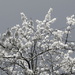 Snowy Blossom (35/52) by filsie65