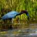 Artsy Little Blue Heron by shesnapped