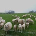 hungry sheep by shirleybankfarm