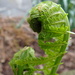 Fiddleheads by brillomick