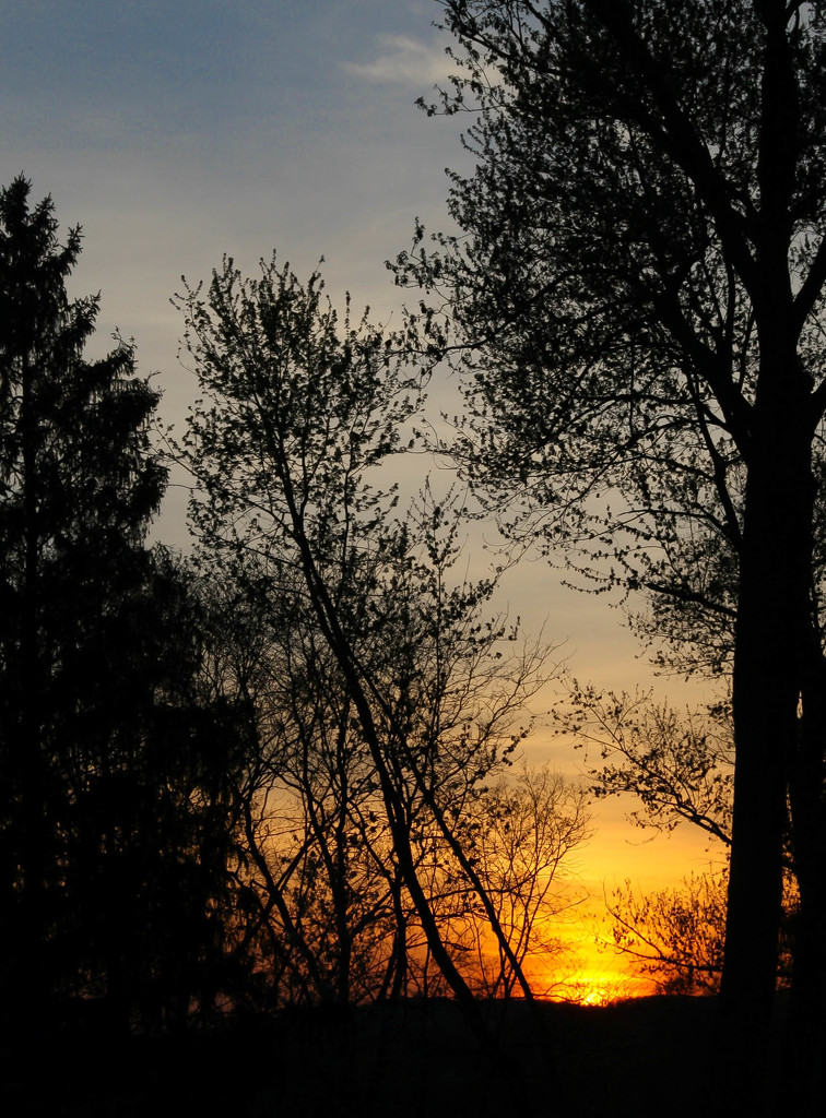 Sunset with silhouetted trees by mittens
