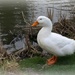 "Aflac."  Oops, I mean "Quack! by mittens